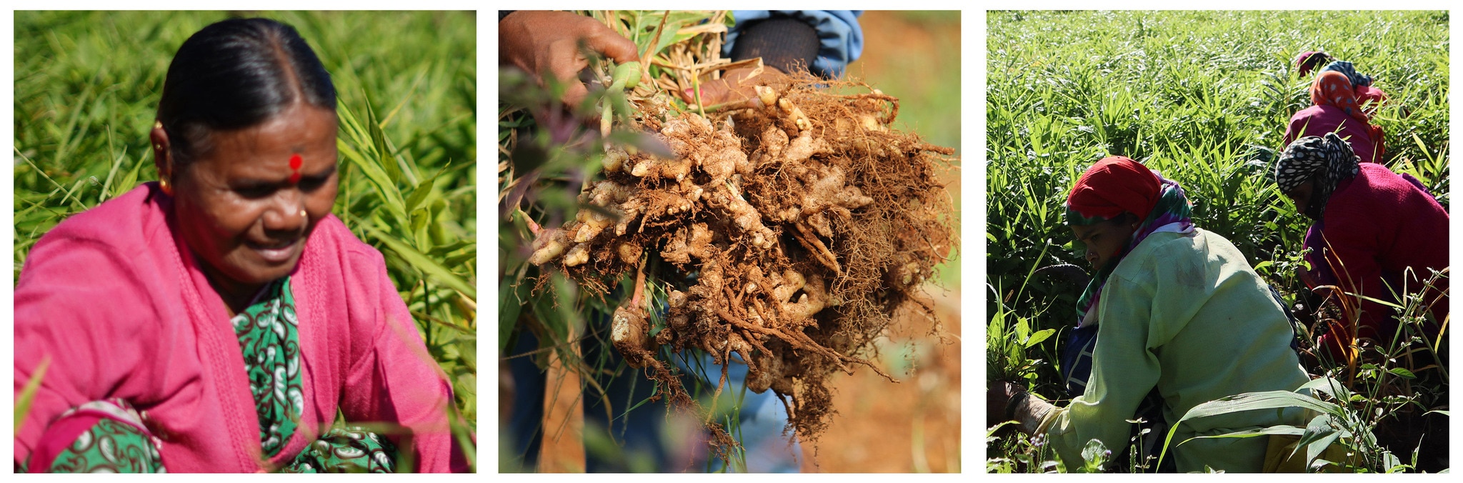 Learn more about ginger root extract