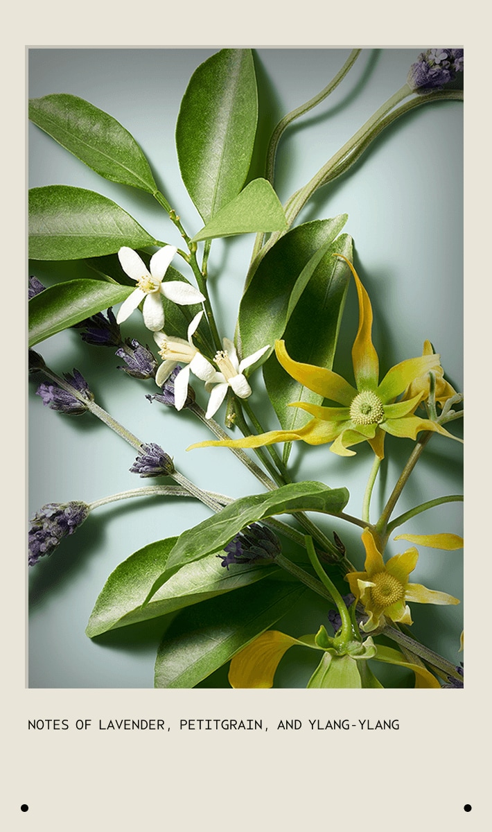 shampure composition oil<span class="trade">™</span>